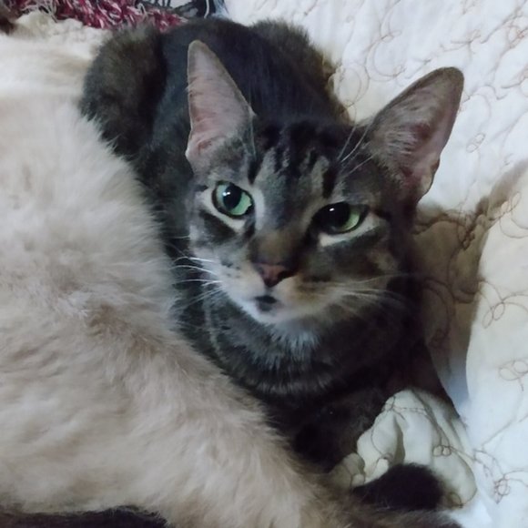 Meet your Posher, Riva Sue - Picture 8 of 13